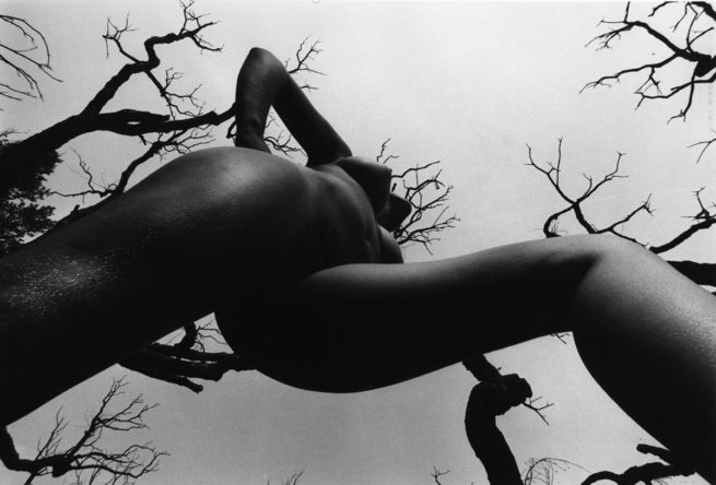 Nu de la forêt, 1973