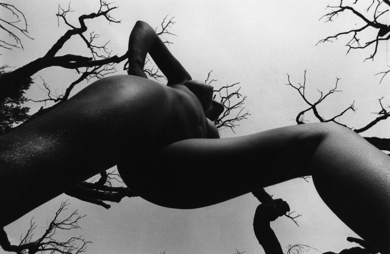 Nu de la forêt, 1973